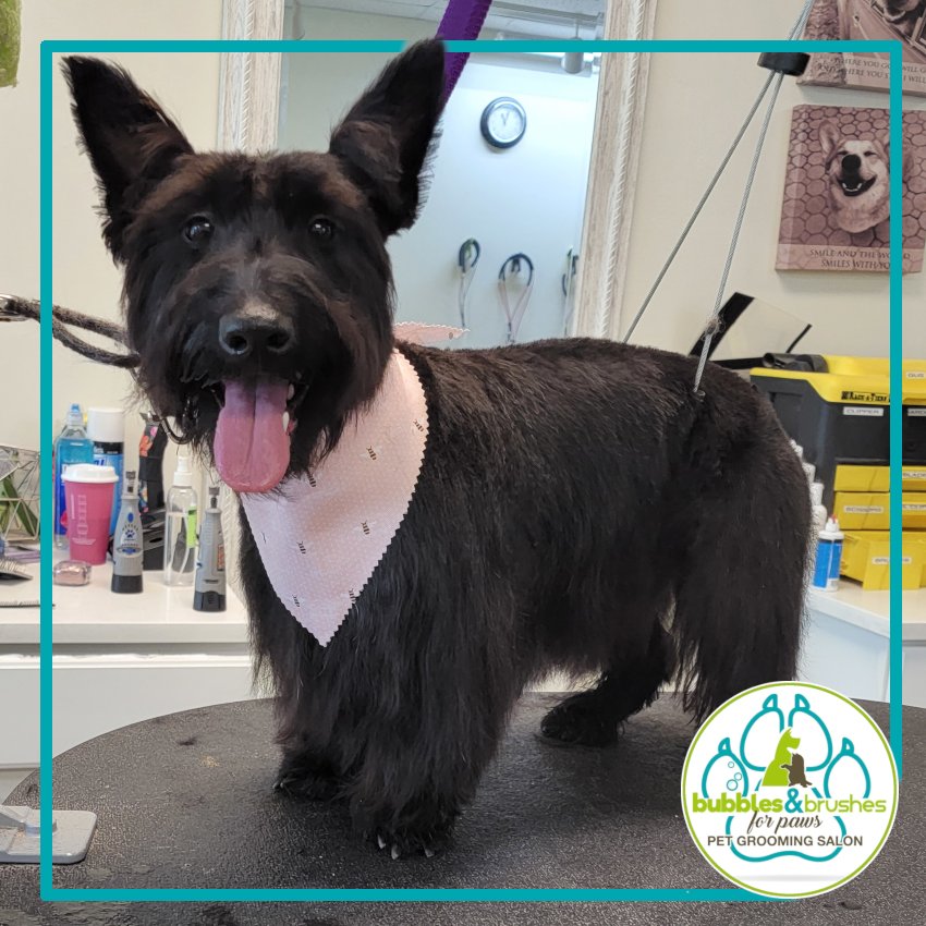 Bubbles and Brushes for Paws