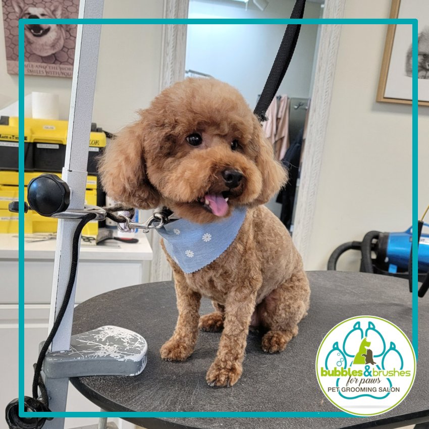 Bubbles and Brushes for Paws