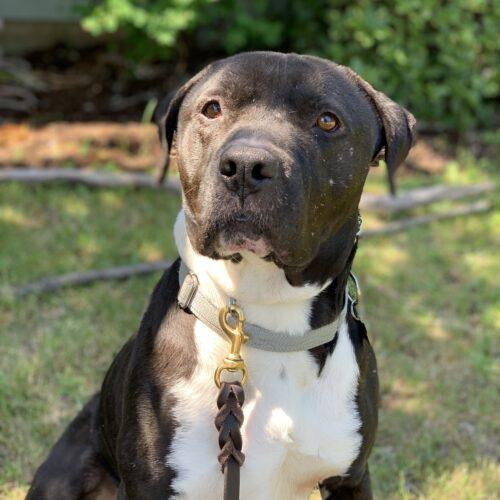 Papa Bubbles Dog Rescue