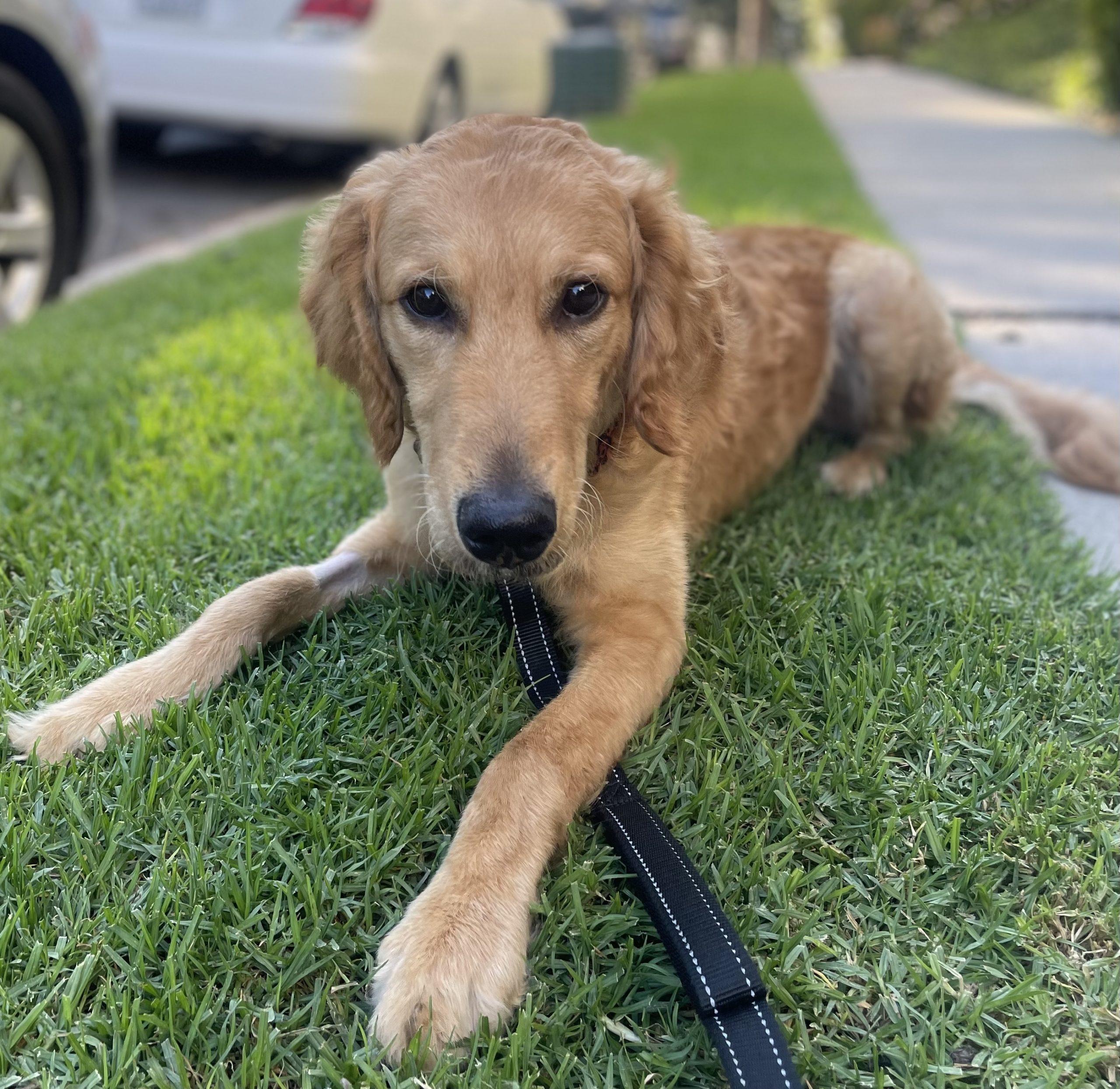 Oakley Bubbles Dog Rescue