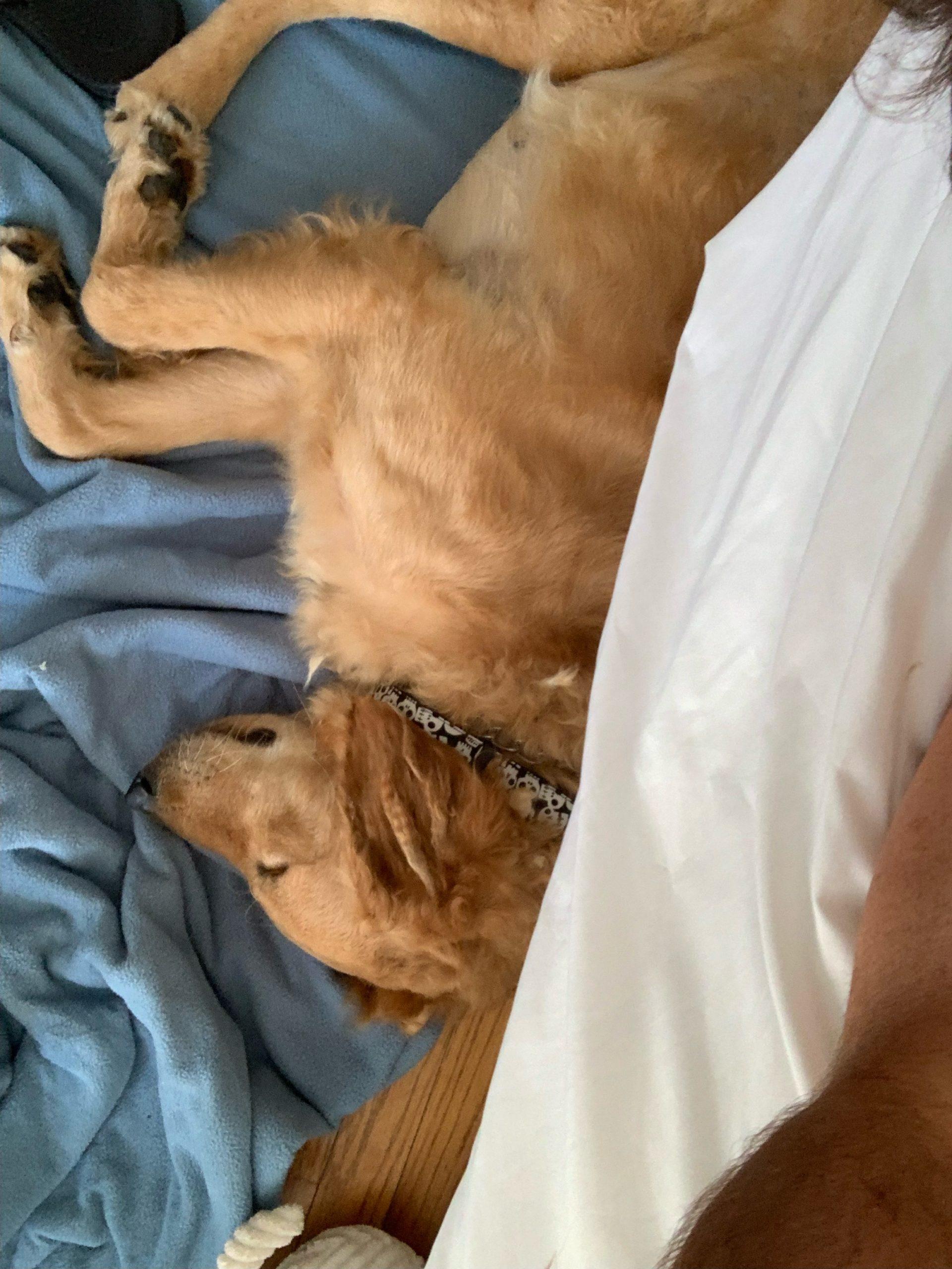 Oakley Bubbles Dog Rescue