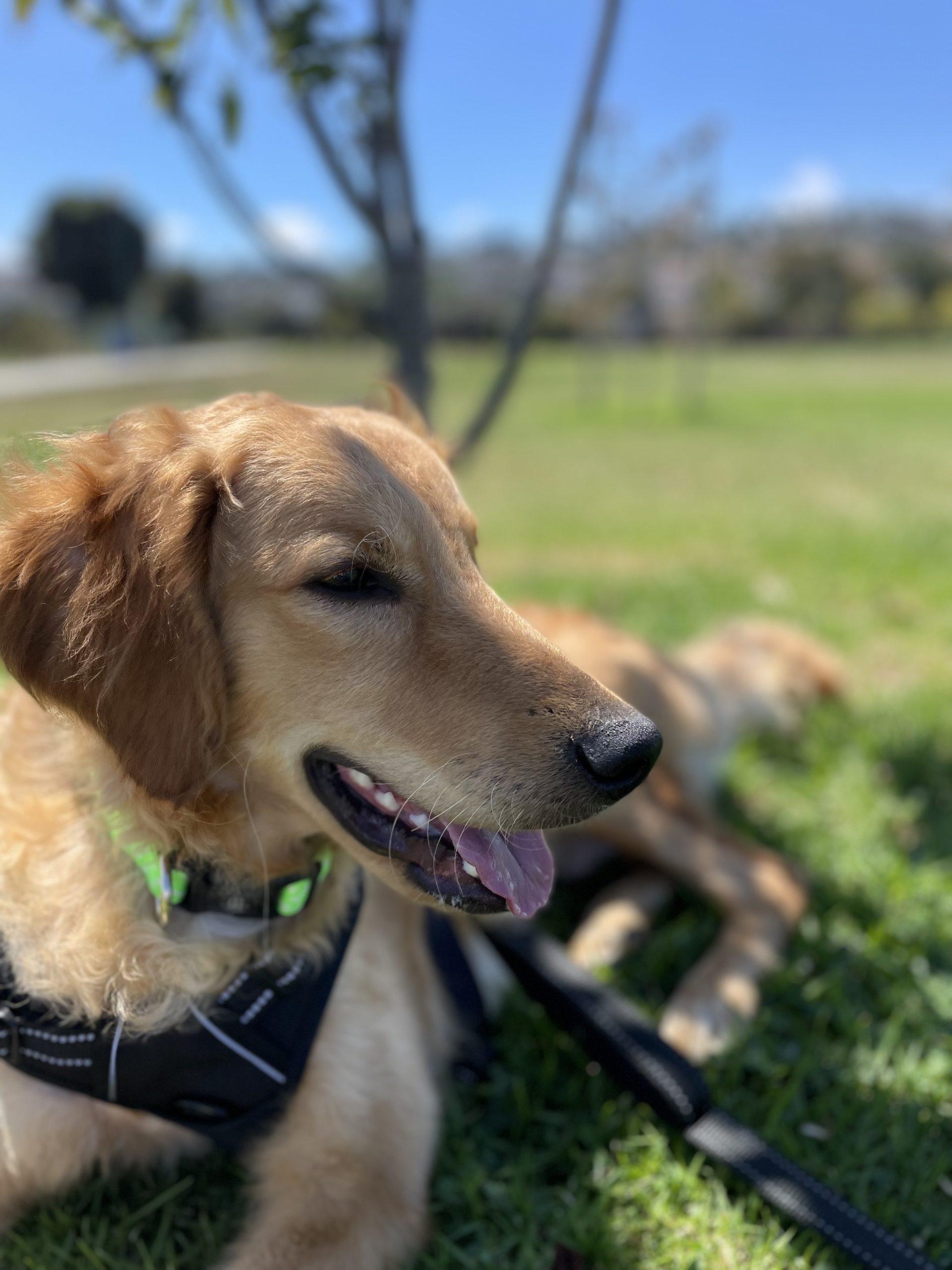 Oakley Bubbles Dog Rescue