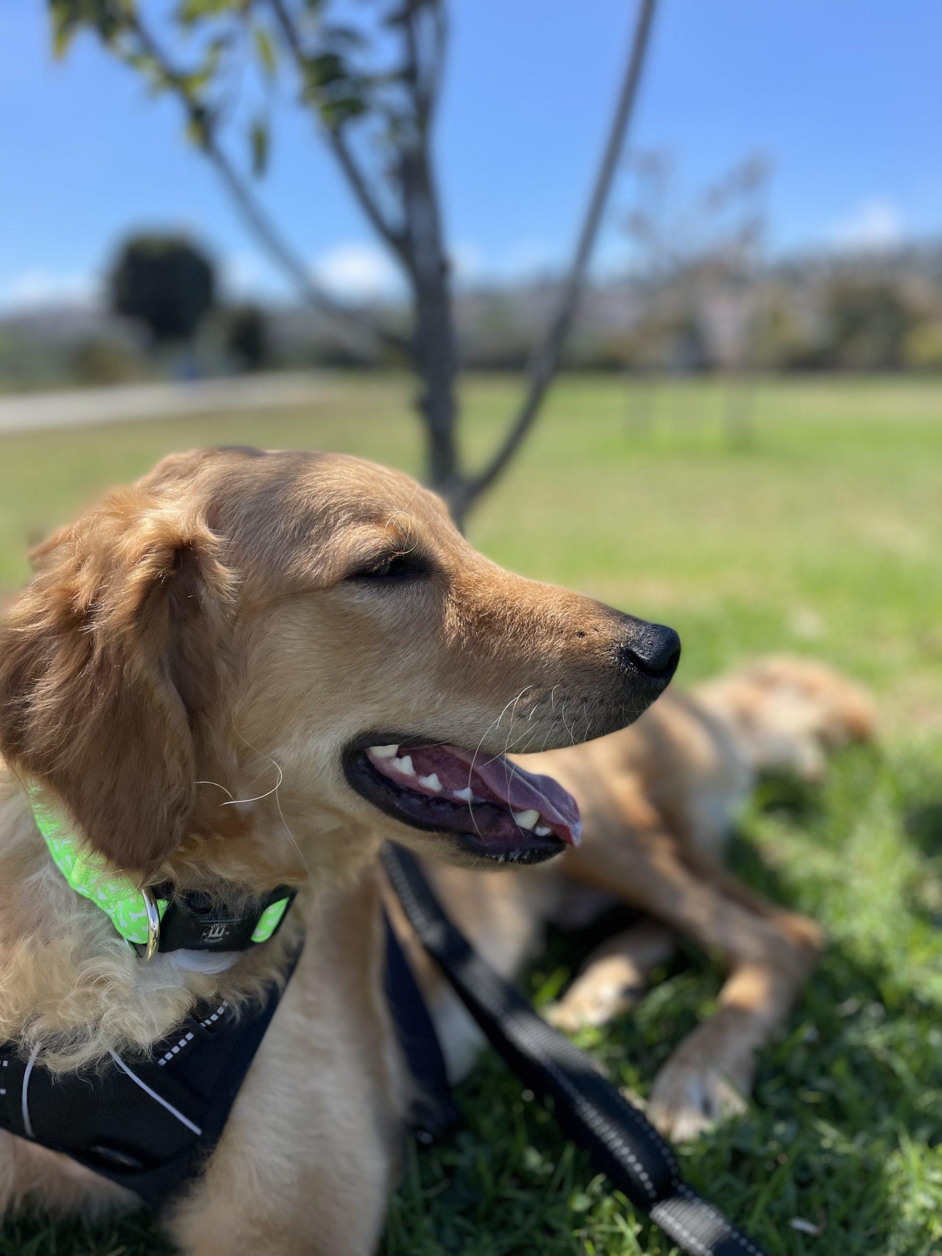 Oakley Bubbles Dog Rescue