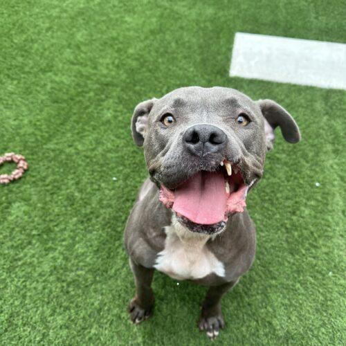 Nora Bubbles Dog Rescue