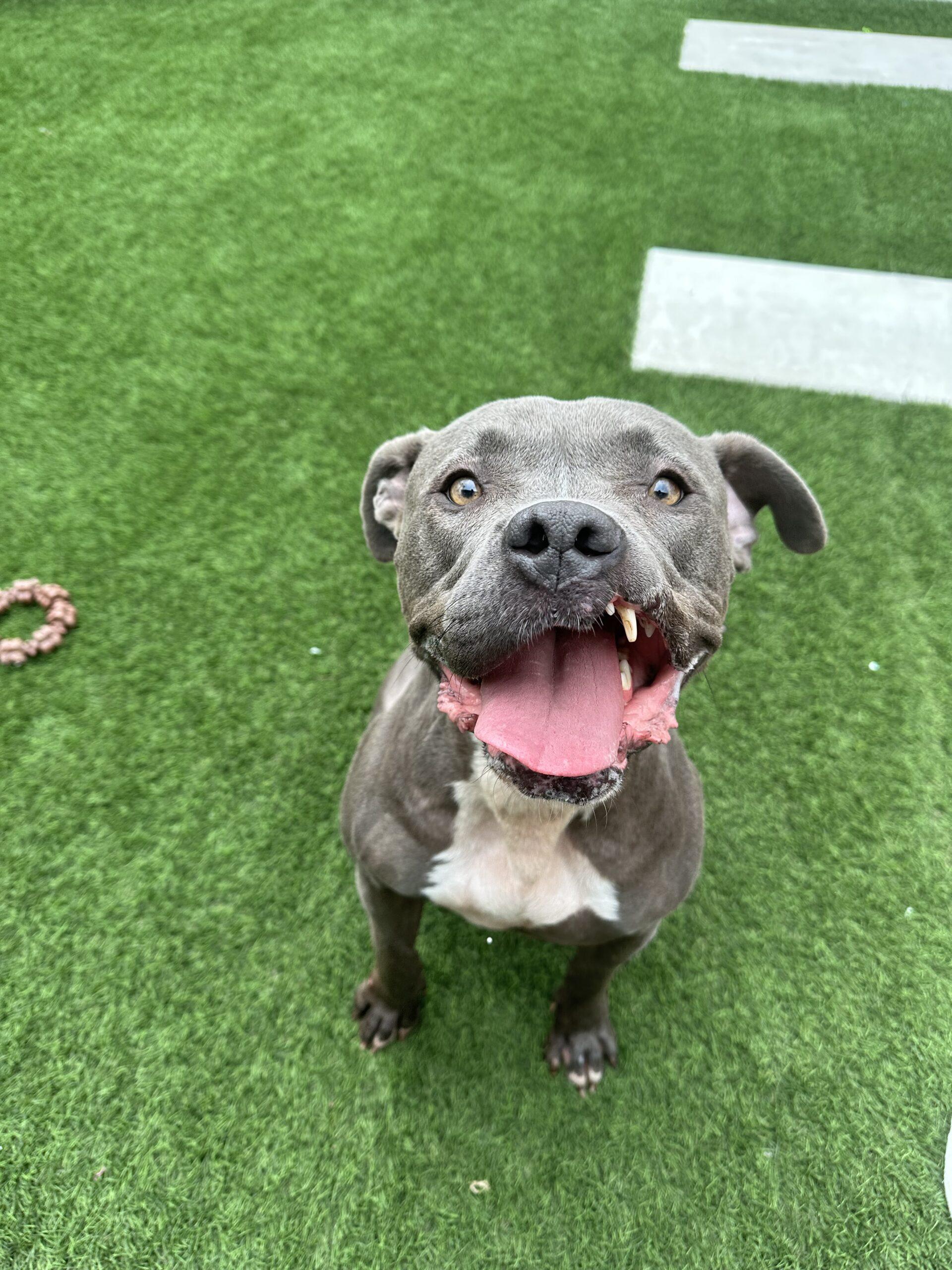 Nora Bubbles Dog Rescue