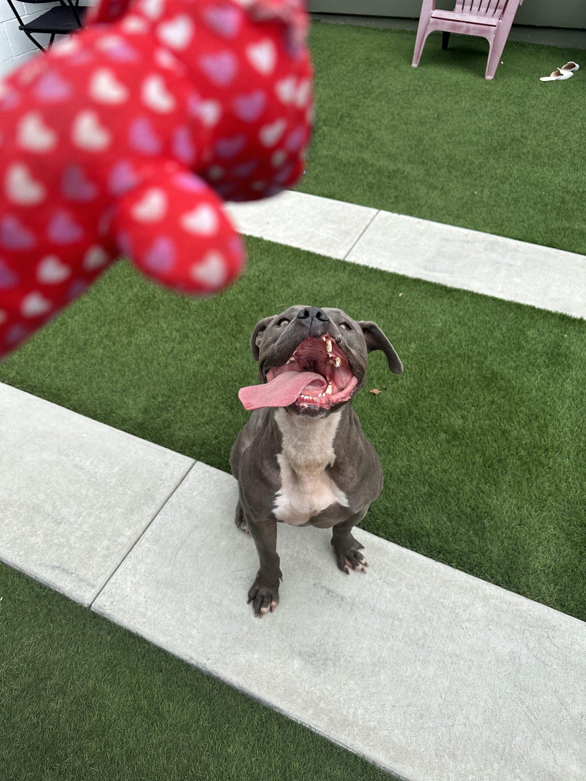 Nora Bubbles Dog Rescue