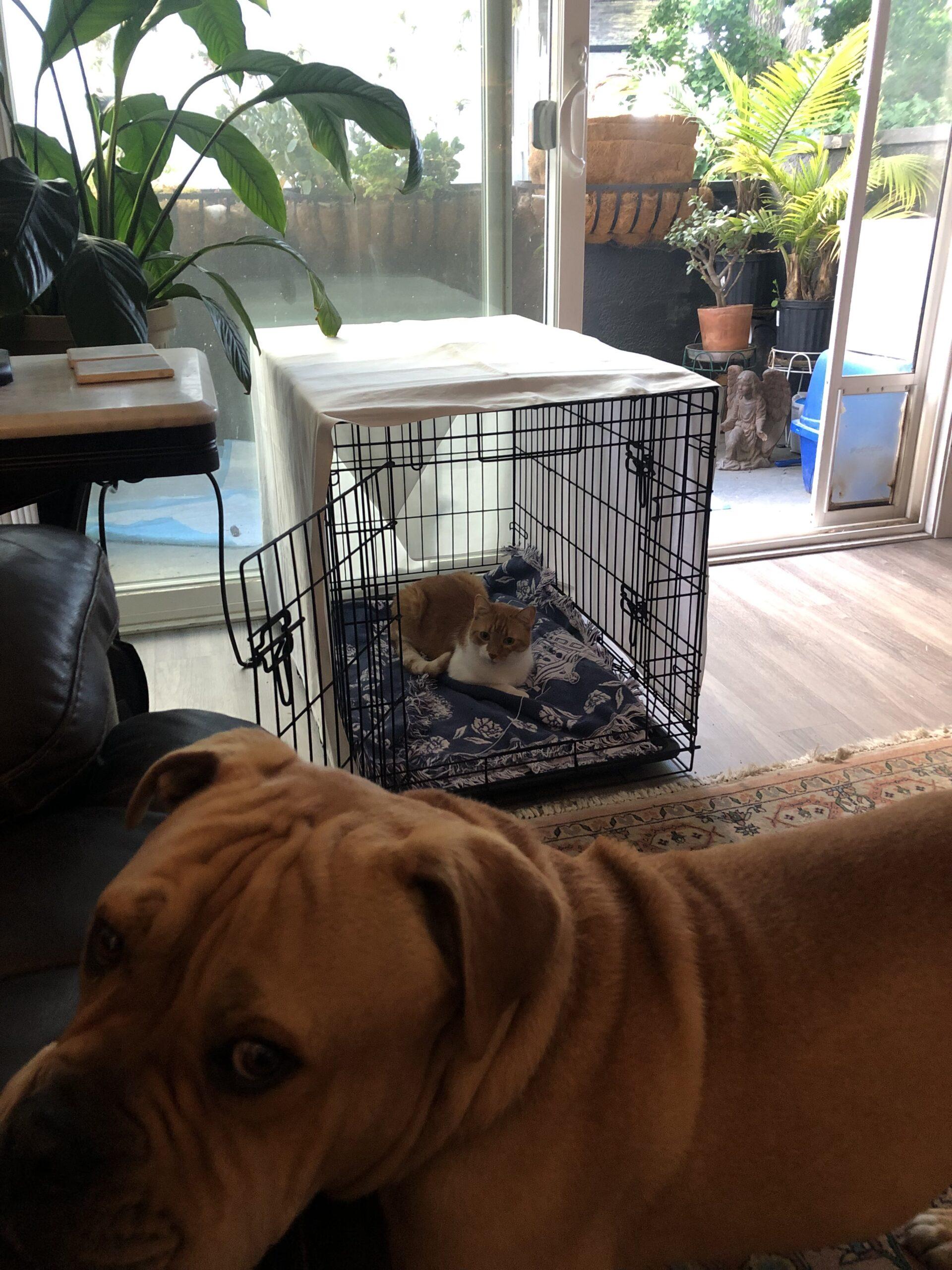 Jet Bubbles Dog Rescue