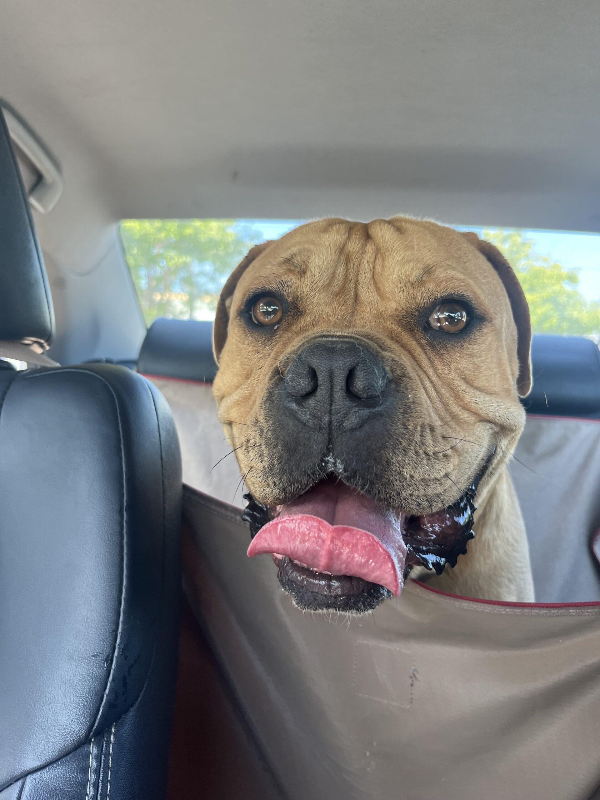 Jet Bubbles Dog Rescue