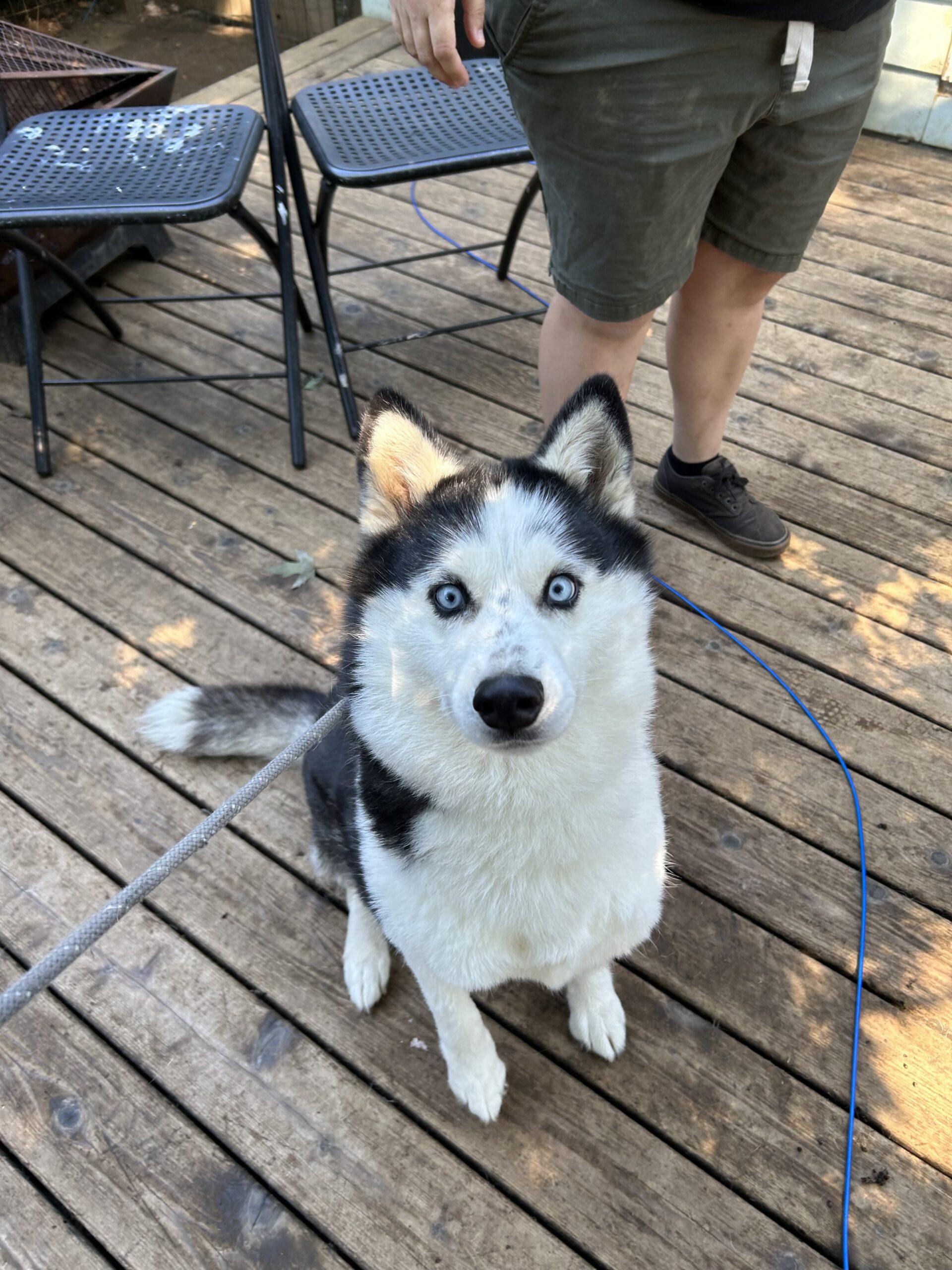 Harley Bubbles Dog Rescue