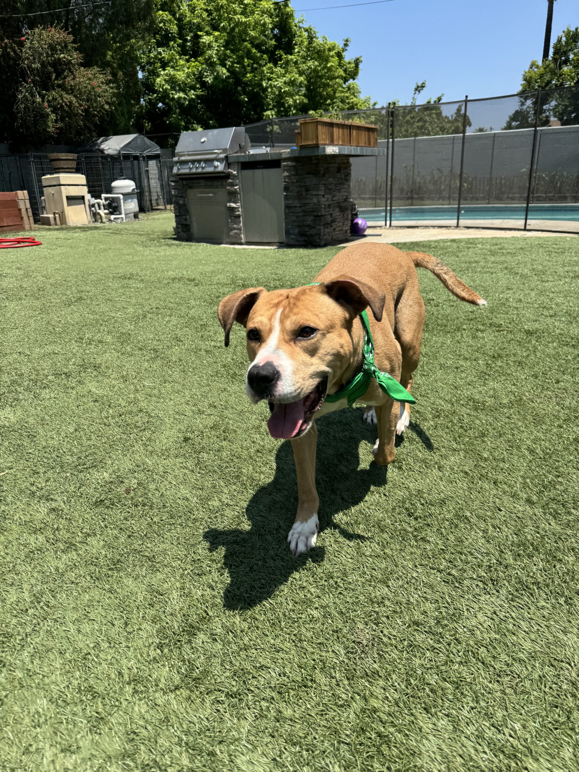 Calvin Bubbles Dog Rescue