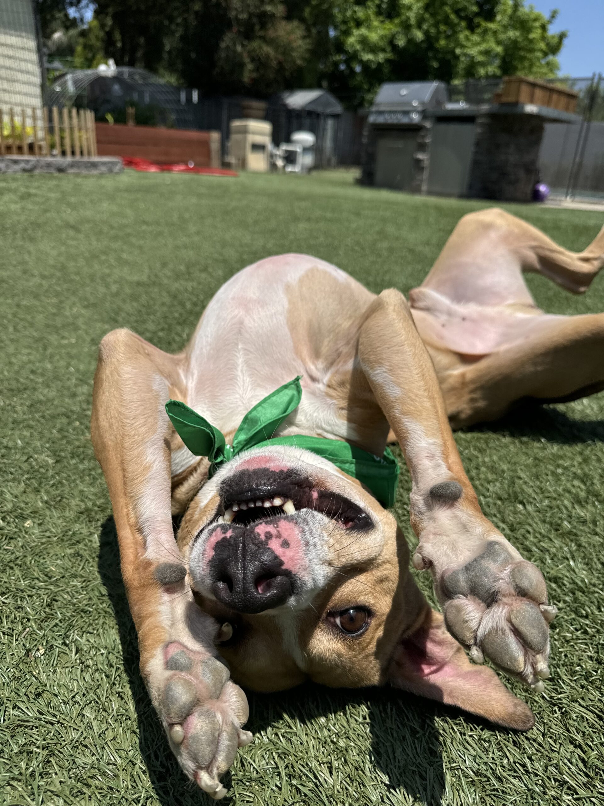 Calvin Bubbles Dog Rescue