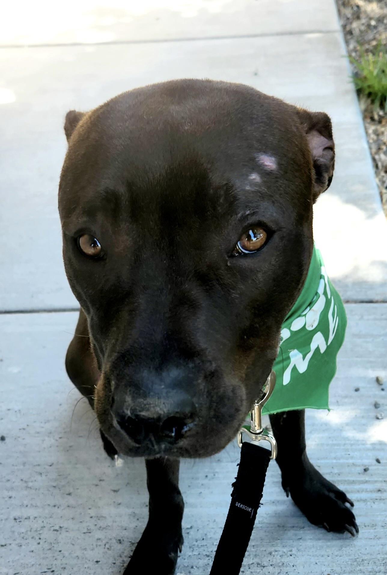 Pepsi Bubbles Dog Rescue