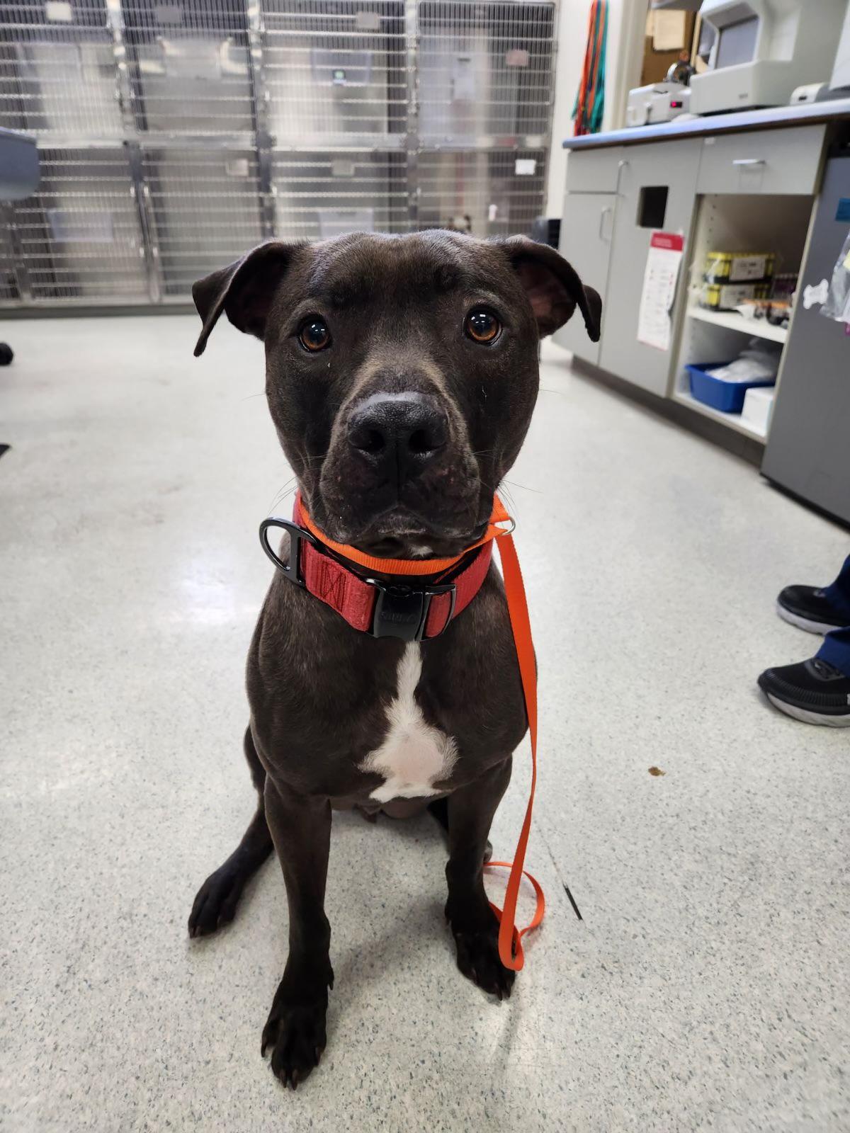 Pepsi Bubbles Dog Rescue