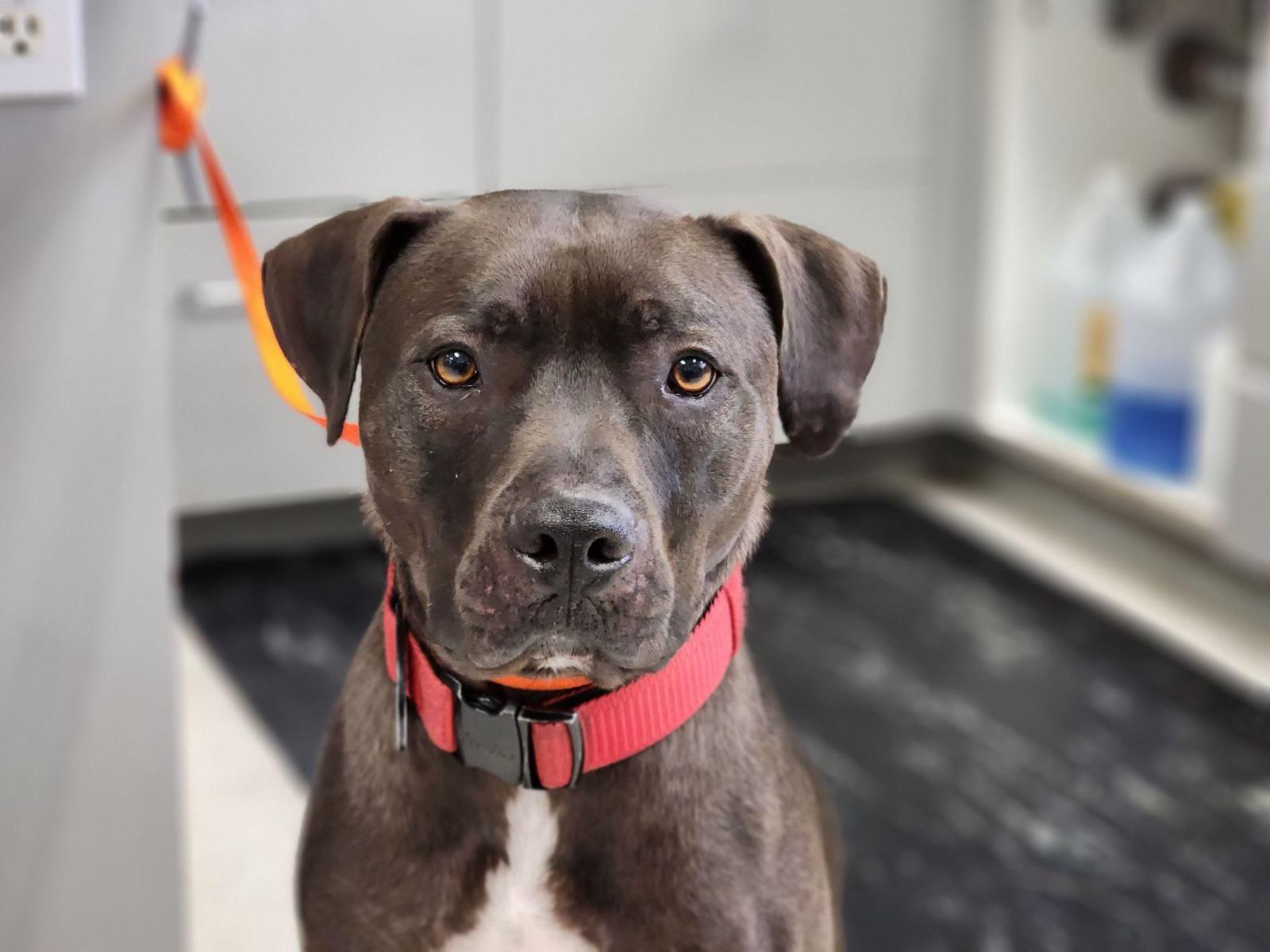 Pepsi Bubbles Dog Rescue