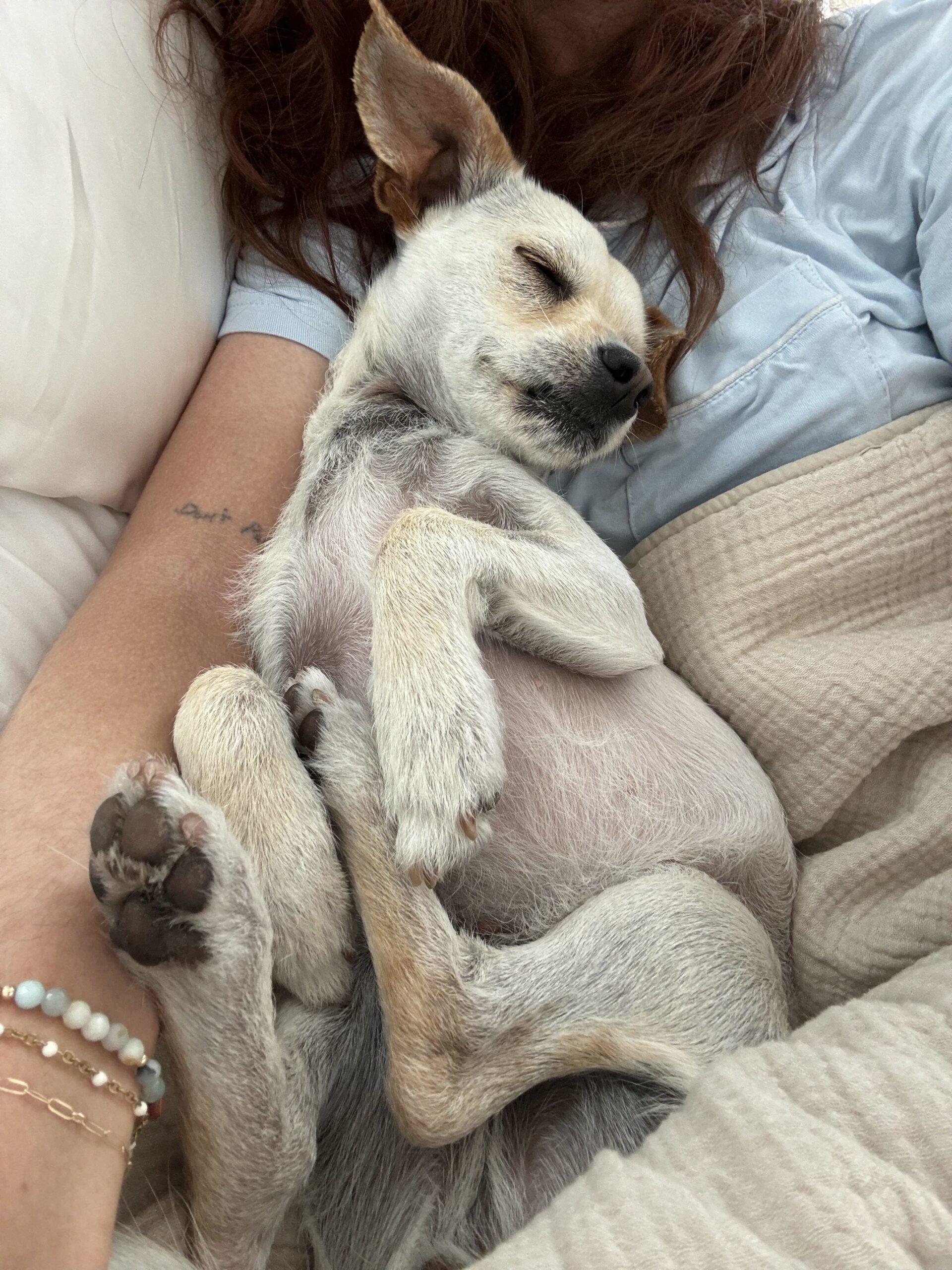 Peach Bubbles Dog Rescue