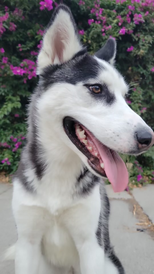 Meadow Bubbles Dog Rescue