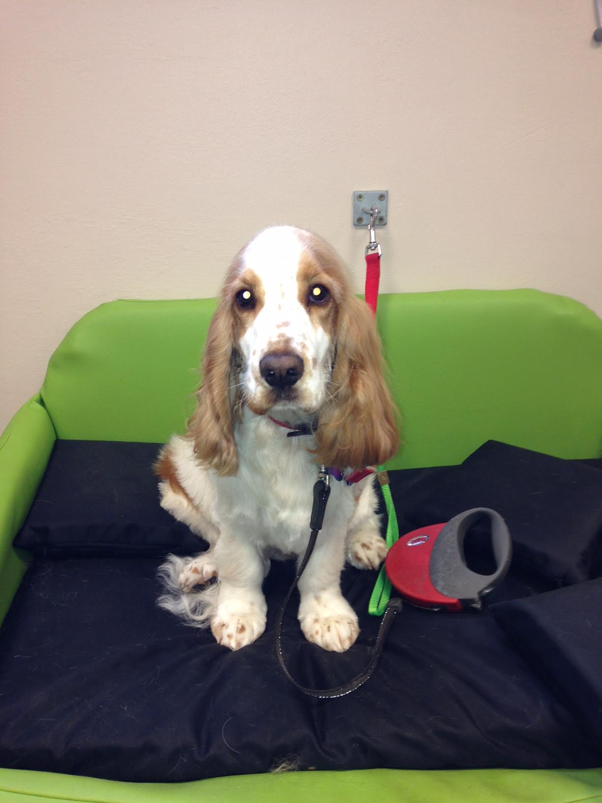 Deep coat conditioning Dog Grooming Bristol Dog Spa Wash Yate