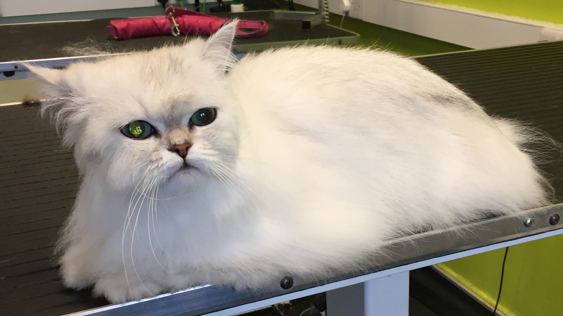 Cat Grooming Dog Grooming Bristol Dog Spa Wash Yate Chipping