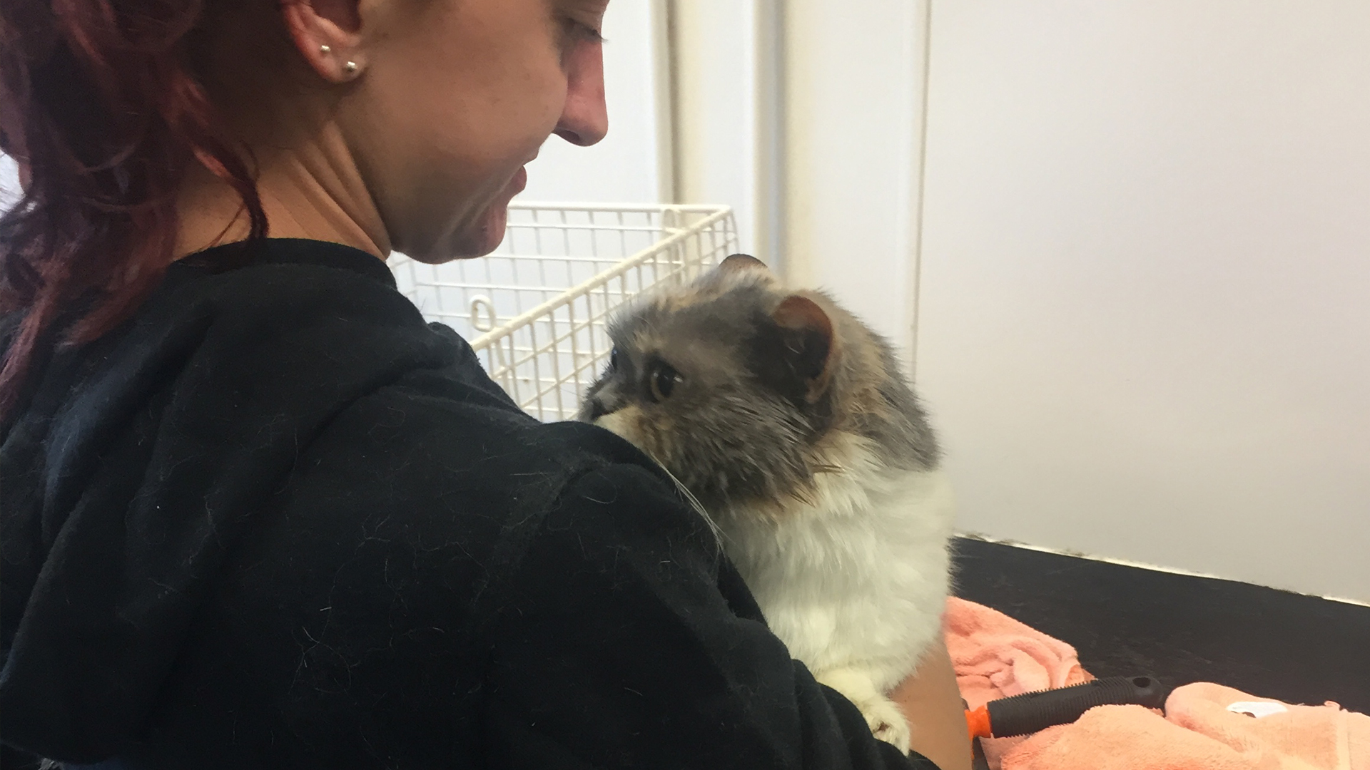 Cat Grooming Dog Grooming Bristol Dog Spa Wash Yate Chipping