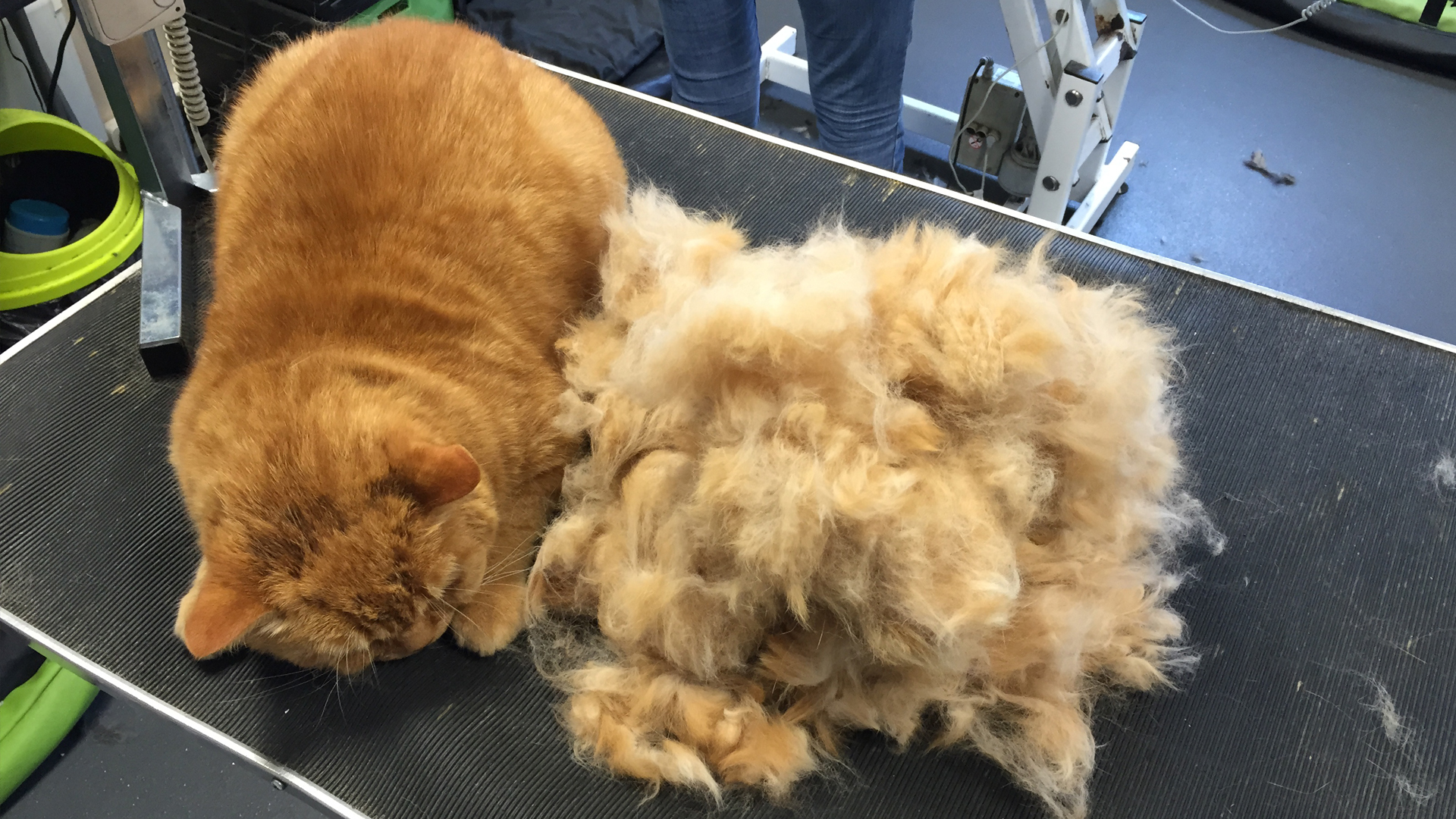 Cat Grooming Dog Grooming Bristol Dog Spa Wash Yate Chipping