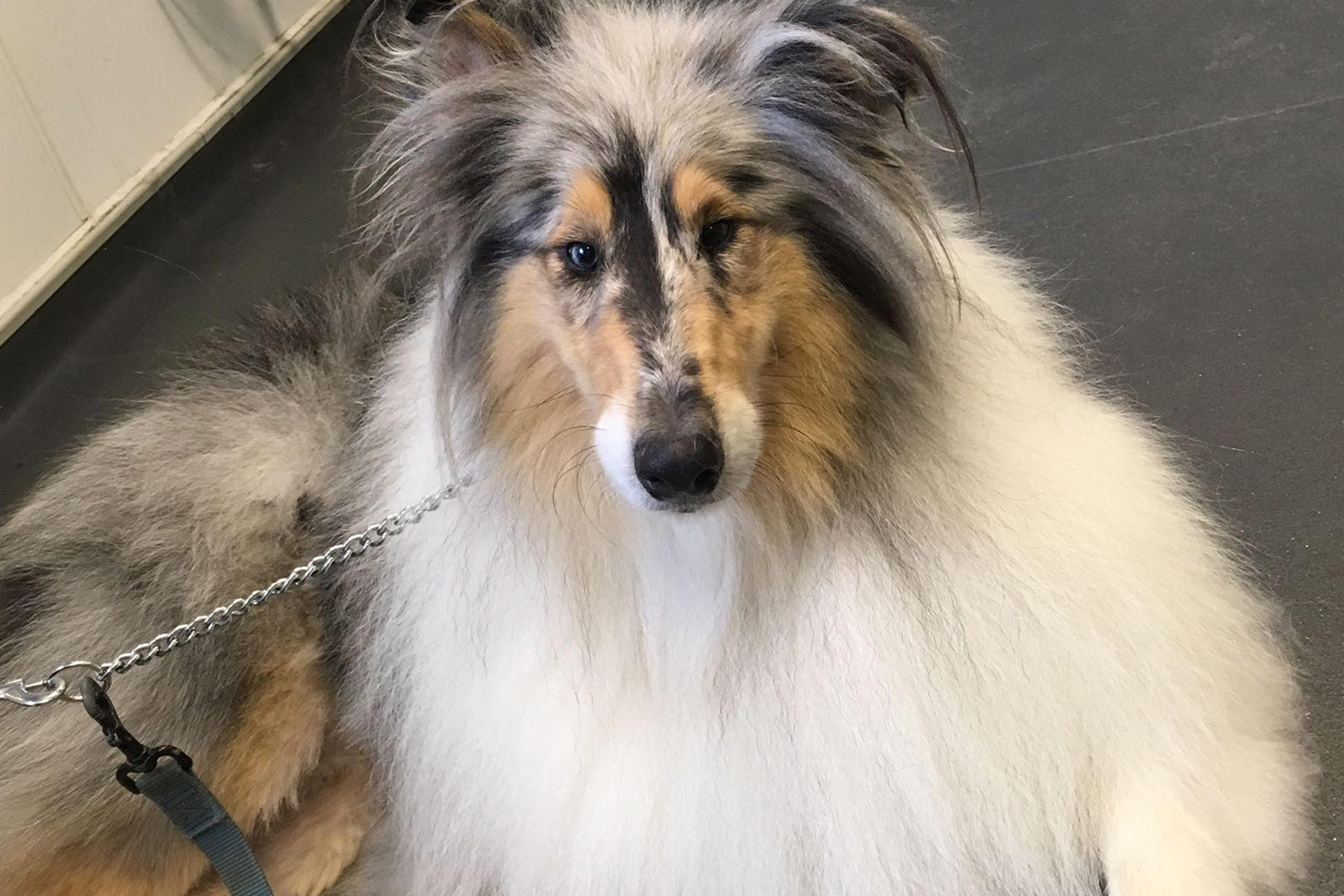 Deep coat conditioning Dog Grooming Bristol Dog Spa Wash Yate