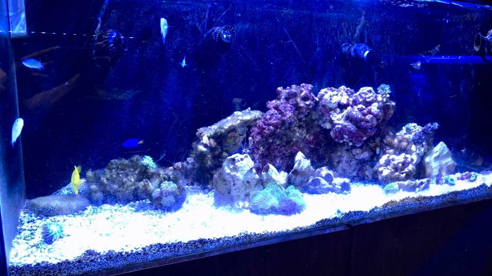 How To Get Rid Of Micro Bubbles In Fish Tank