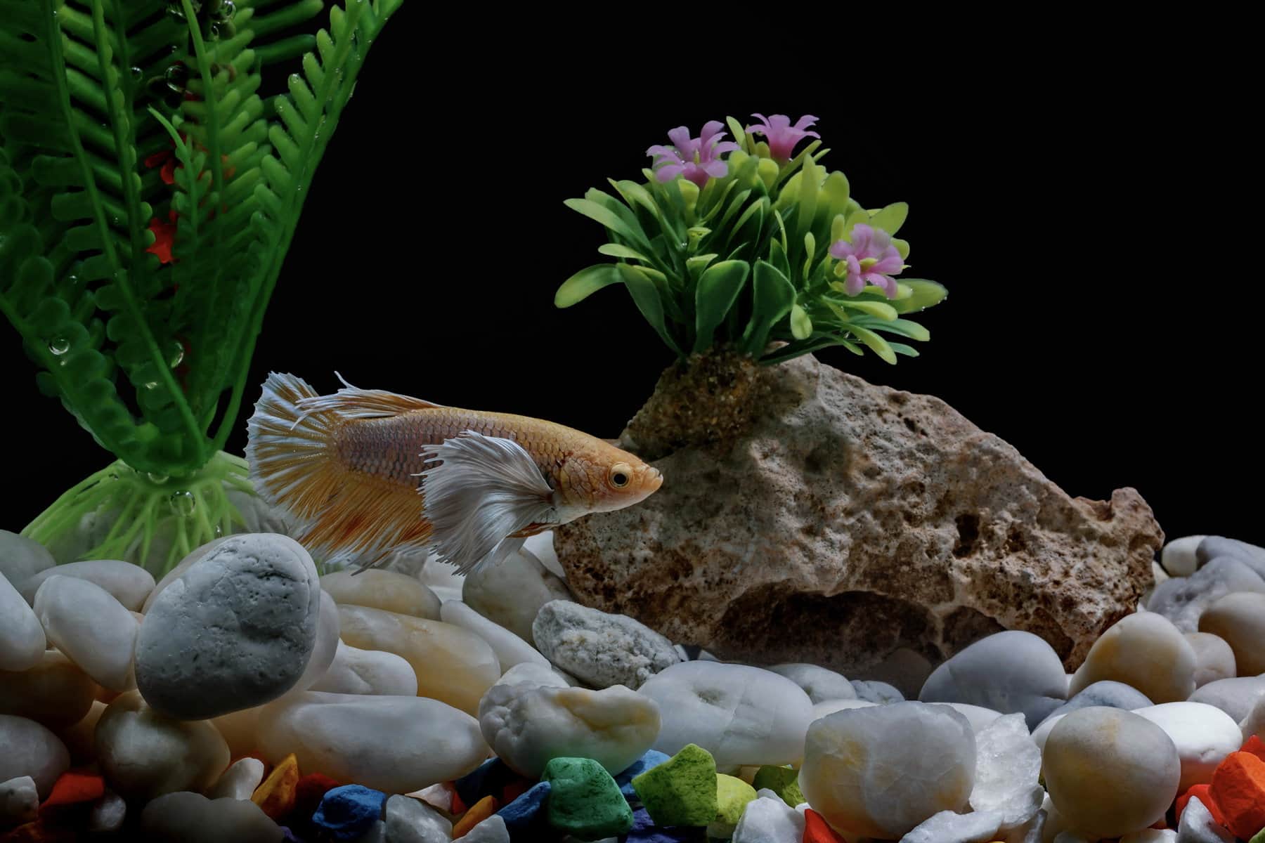 How To Make Betta Fish Toys