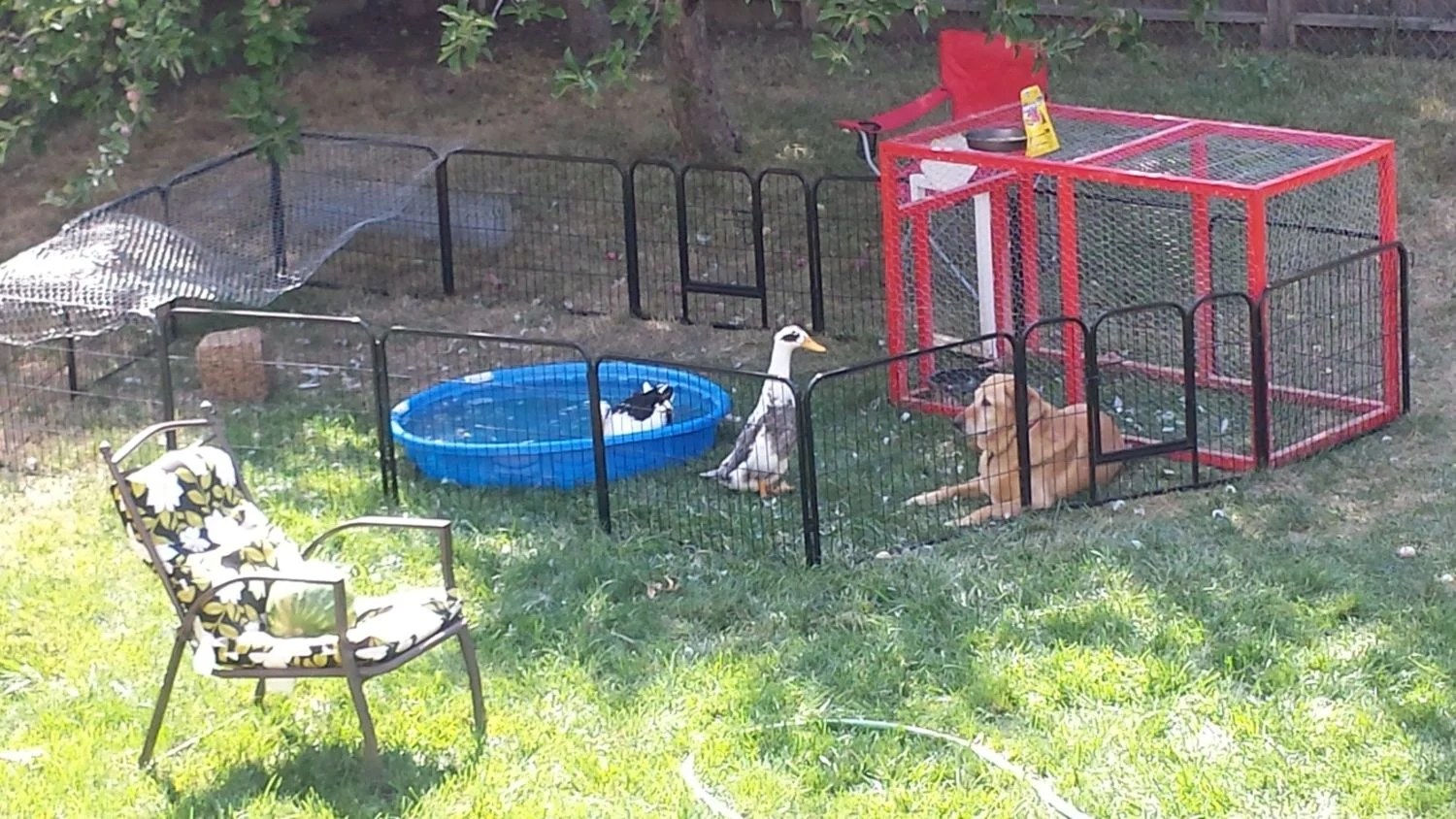 Do Ducks Play With Toys