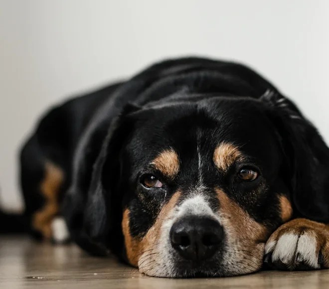 Services Bubble Tubs for Dogs