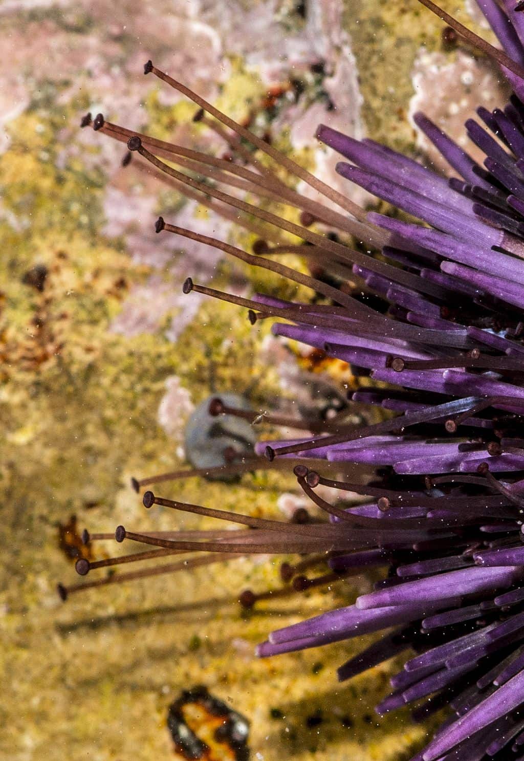 Do Sea Urchins Feel Pain? (Explained) Bubbly Diver