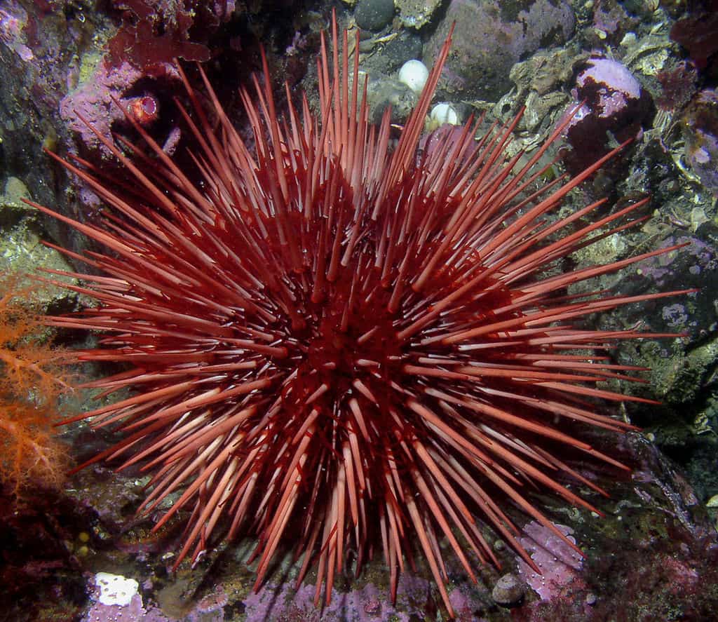 Are Sea Urchins Alive? (Explained) Bubbly Diver