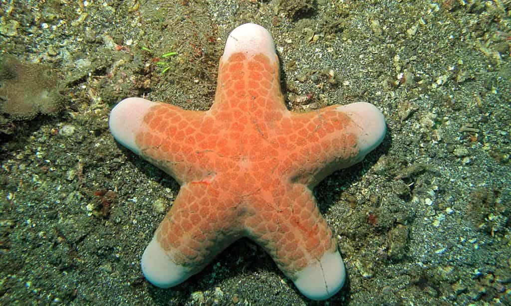 Are Starfish Bubbly Diver