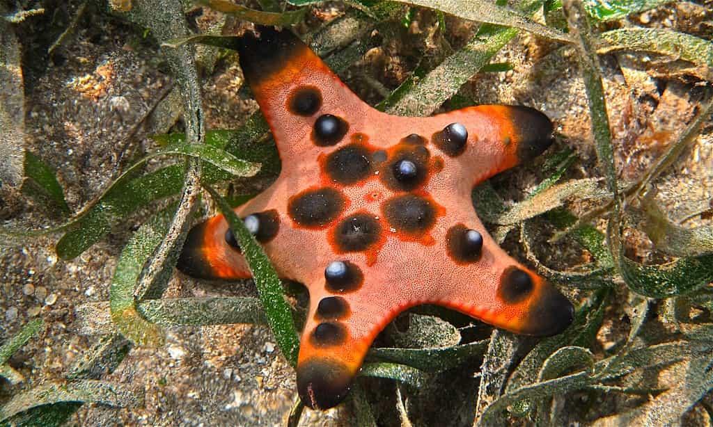 What Does The Chocolate Chip Starfish Eat? Bubbly Diver