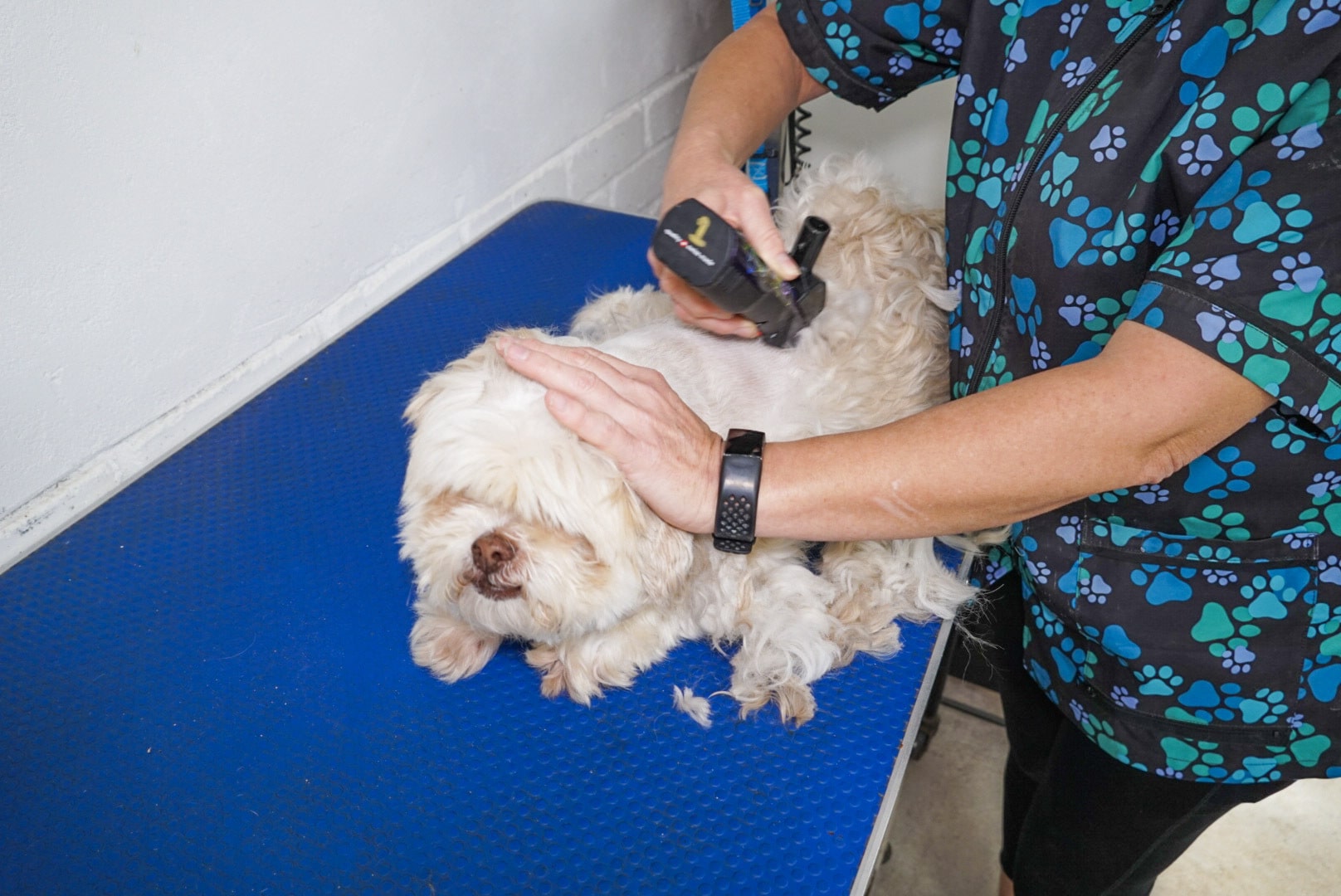Professional Dog Washing & Dog Grooming Pamper Your Pooch Now