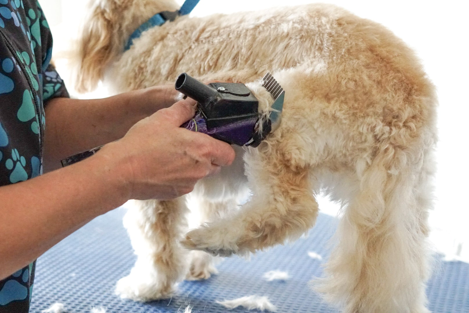 Professional Dog Washing & Dog Grooming Salon Pamper Your Pooch Now