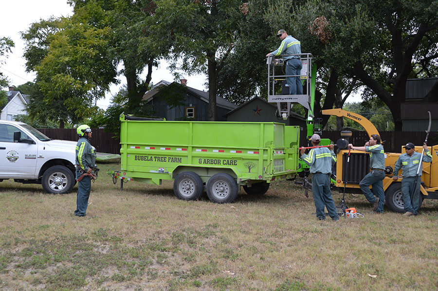 Gallery Bubela Tree Farm & Arbor Care Schulenburg, Texas