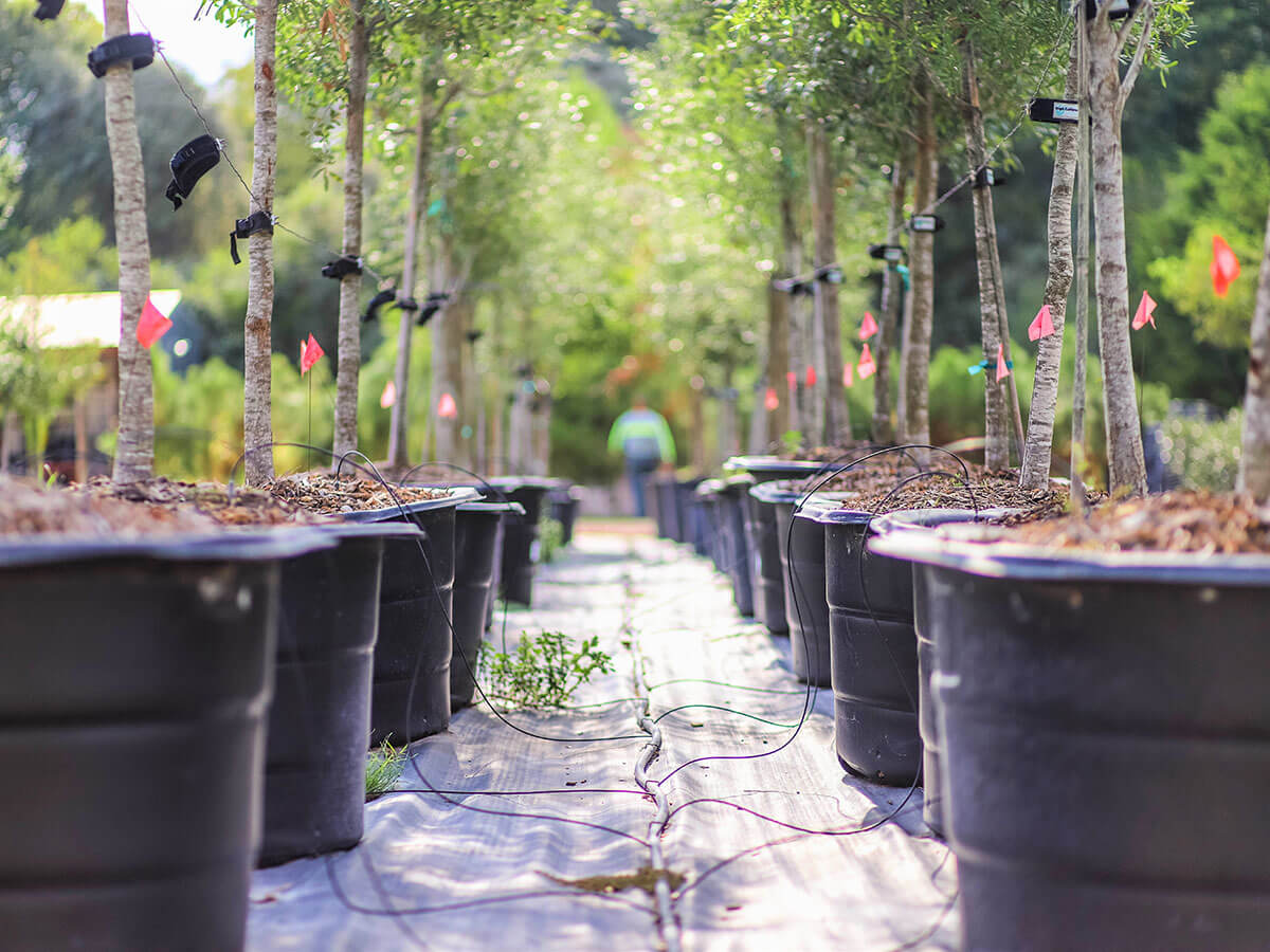 Services Bubela Tree Farm & Arbor Care Schulenburg, Texas