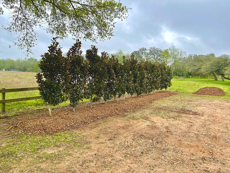 Gallery Bubela Tree Farm & Arbor Care Schulenburg, Texas