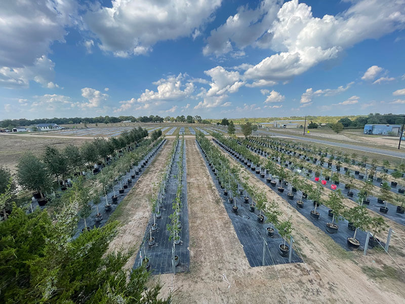 Gallery Bubela Tree Farm & Arbor Care Schulenburg, Texas