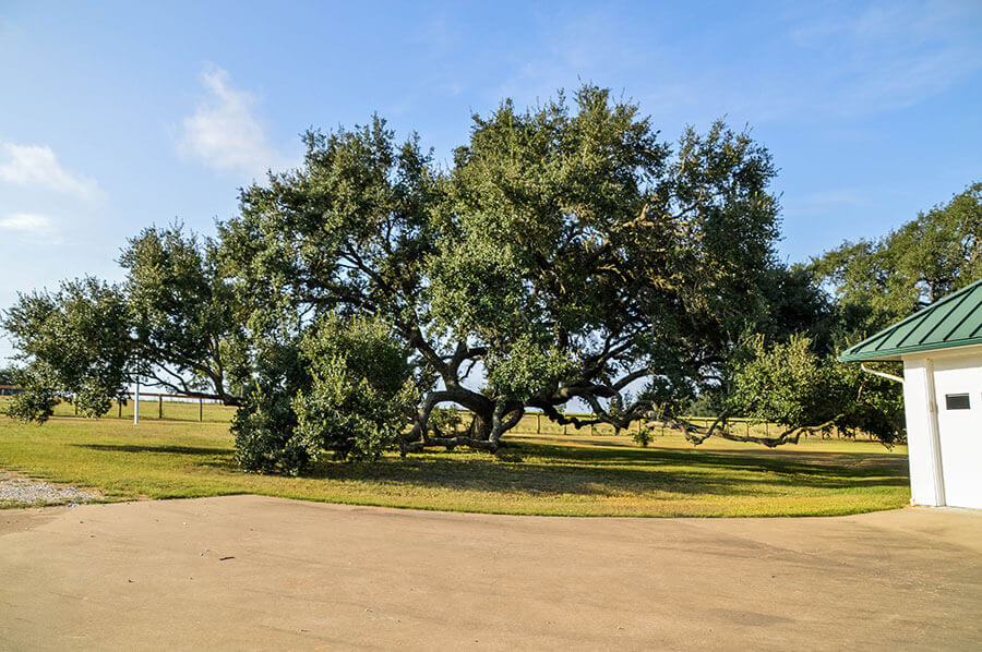 Gallery Bubela Tree Farm & Arbor Care Schulenburg, Texas