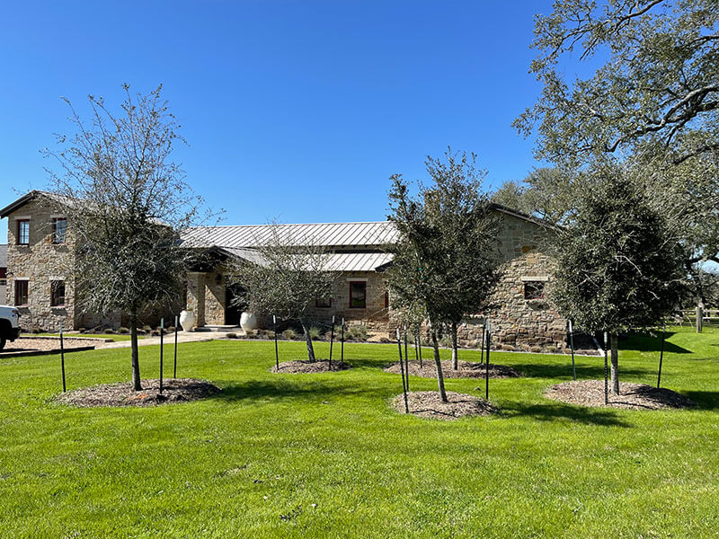 Gallery Bubela Tree Farm & Arbor Care Schulenburg, Texas