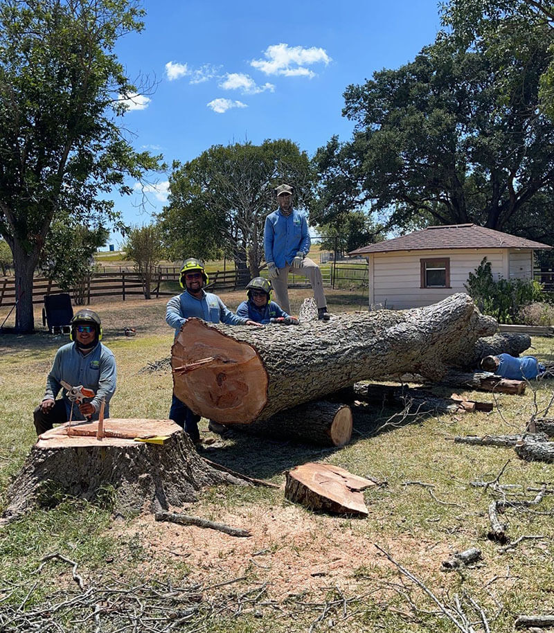 Gallery Bubela Tree Farm & Arbor Care Schulenburg, Texas