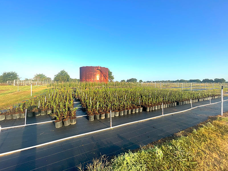 Gallery Bubela Tree Farm & Arbor Care Schulenburg, Texas