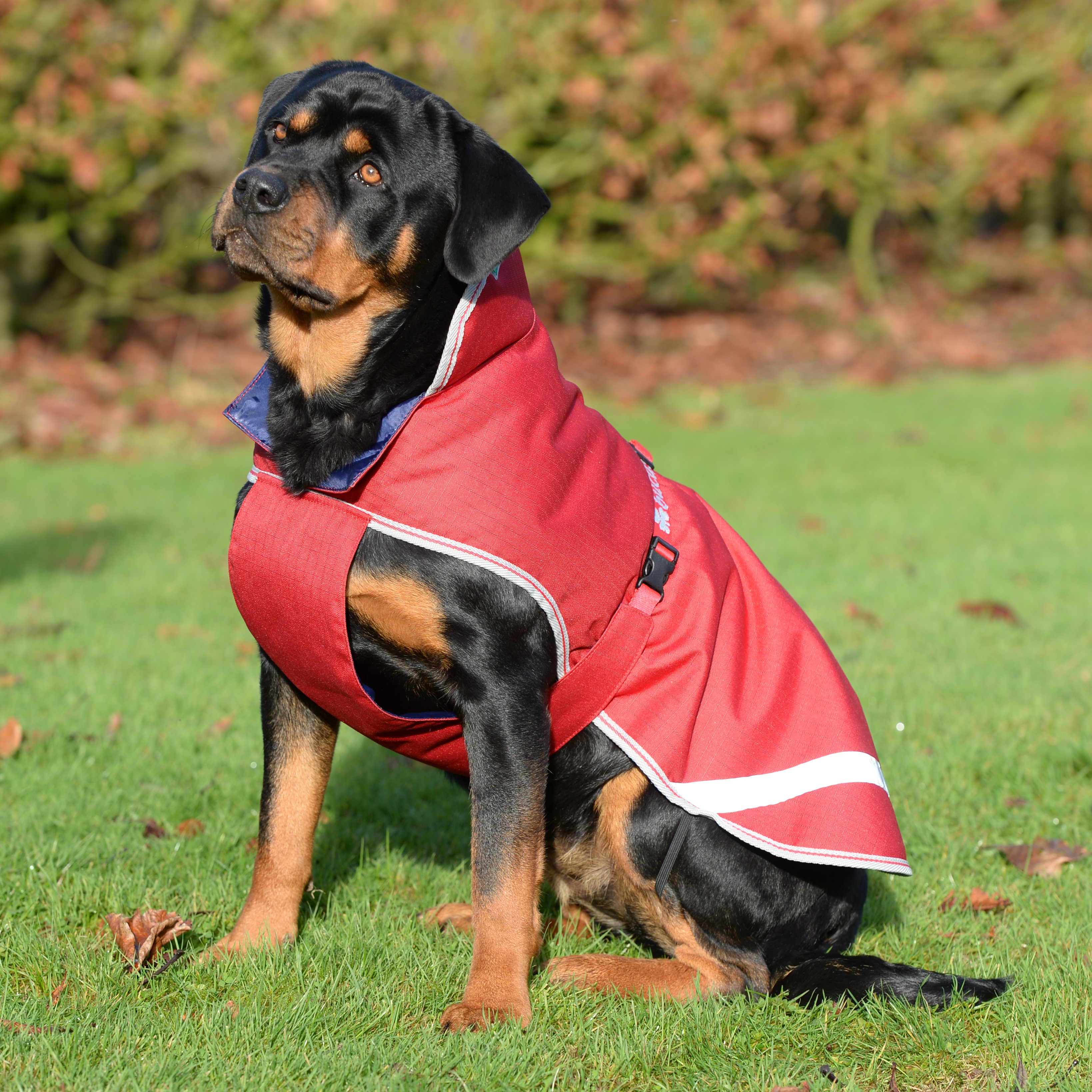 Freedom Dog Rug Bucas