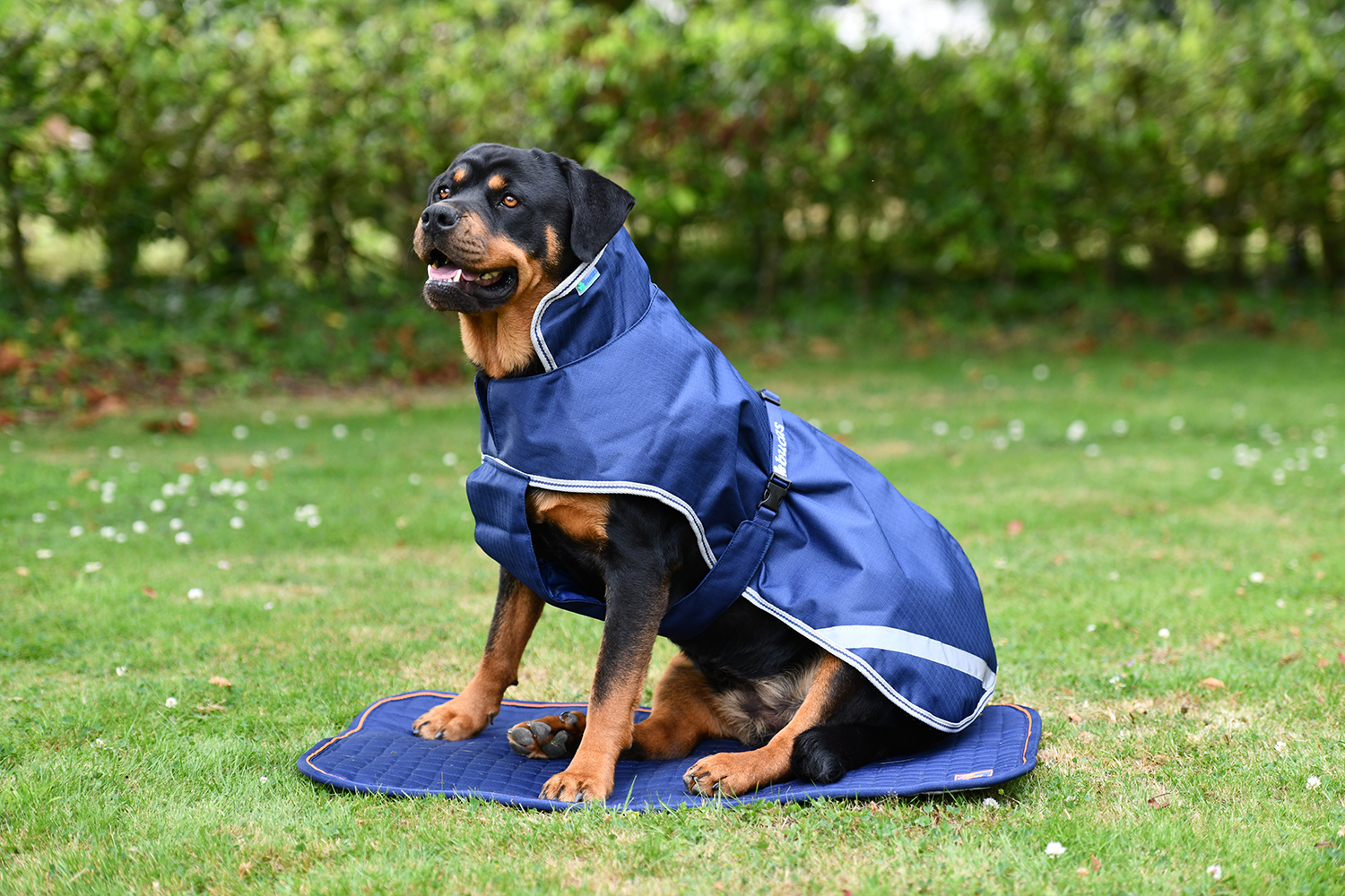 Freedom Dog Rug Bucas