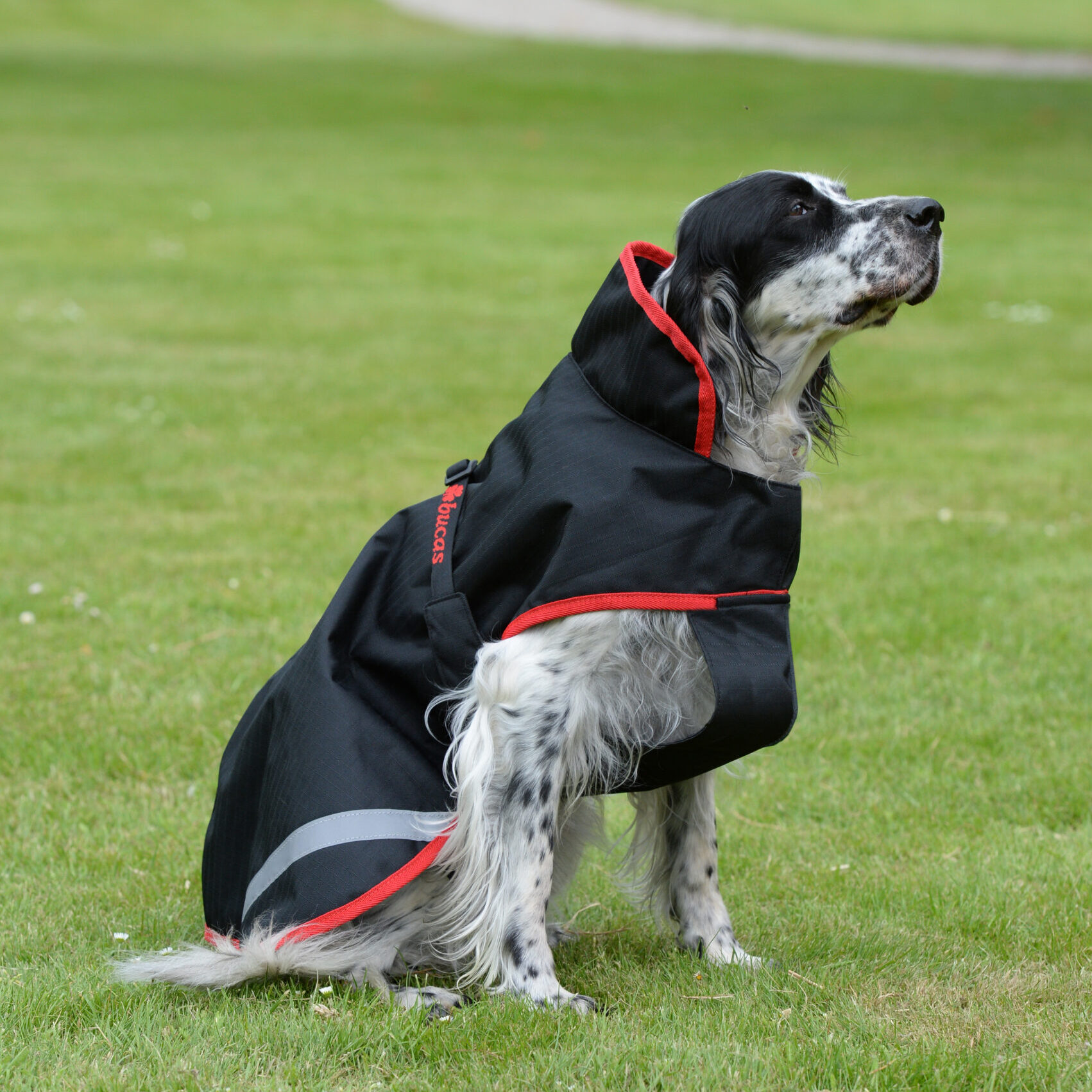 Sports Line Dog Rug Bucas