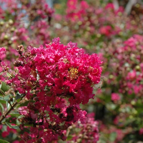 Baton Rouge Crapemyrtle Buchanan's Native Plants