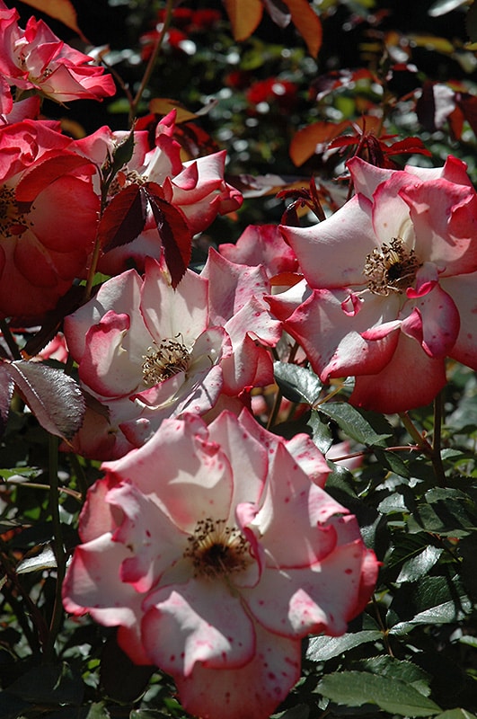 Betty Boop Rose Buchanan's Native Plants