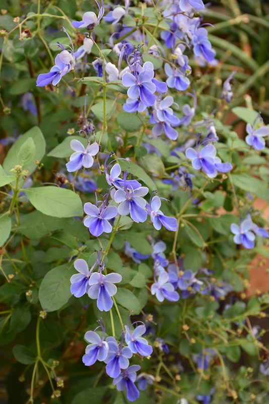 Blue Butterfly Plant Buchanan's Native Plants