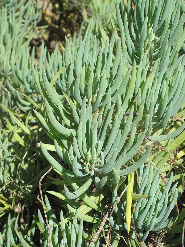 13+ Chalk Stick Plant AstriAudeley